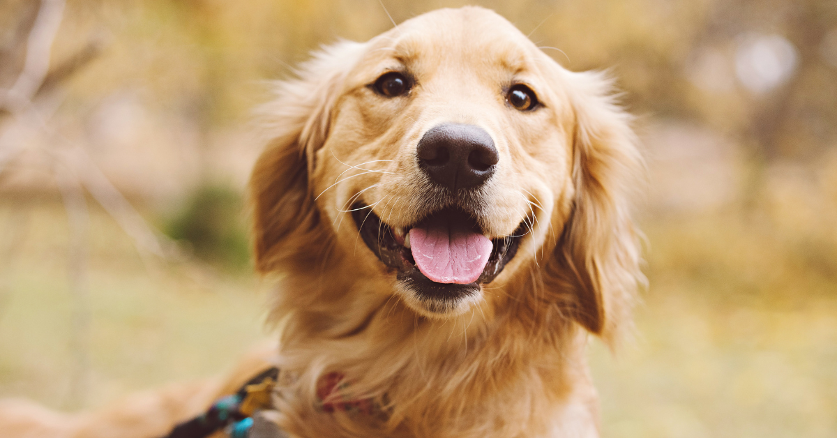 Golden Retriever