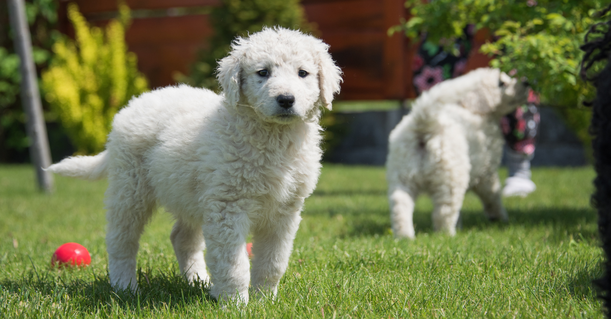 Kuvasz