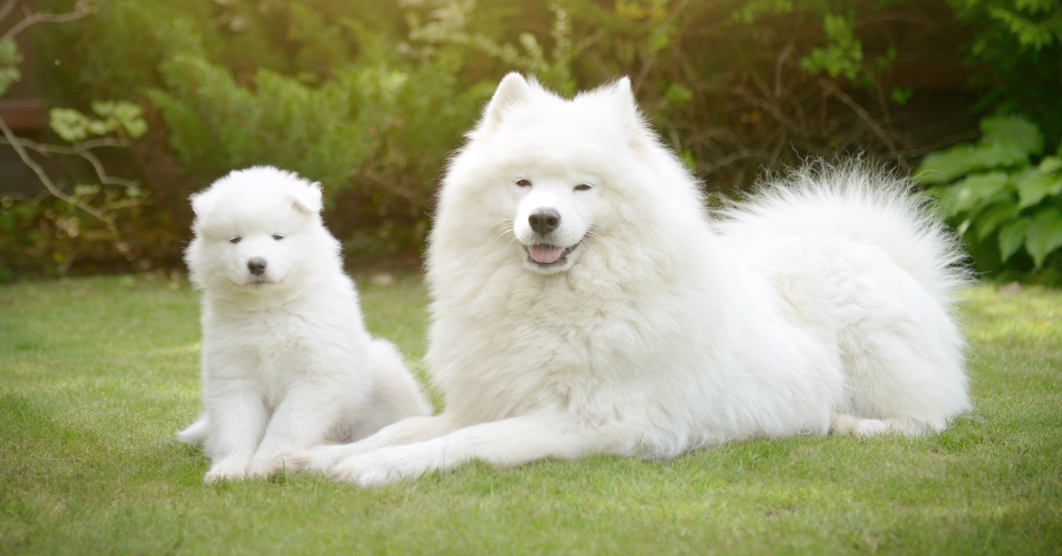 Samoyed