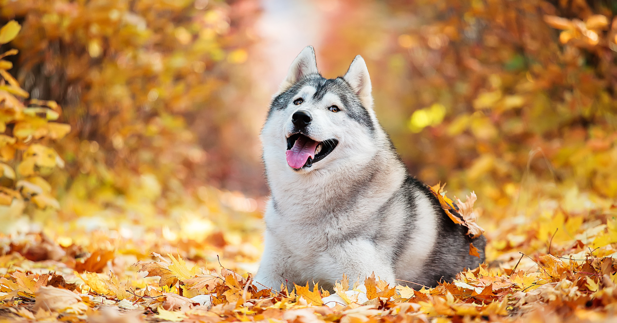 Siberian Husky