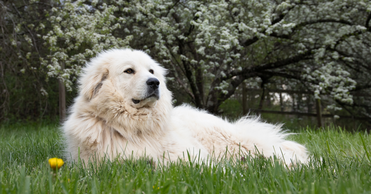 The Great Pyrenees