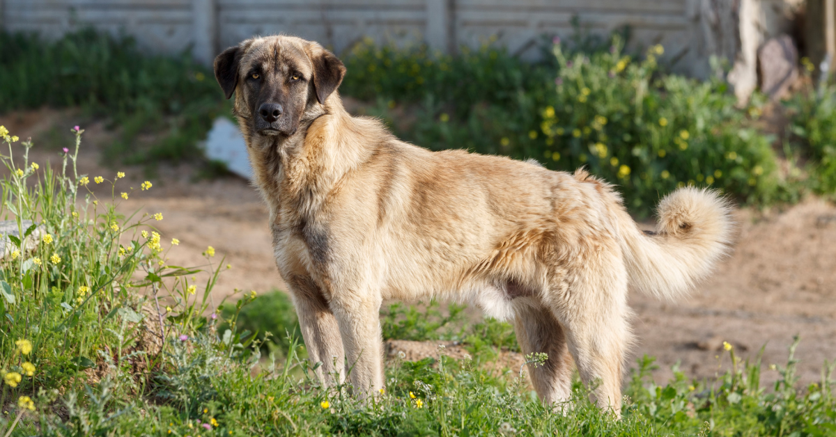 Anatolian Shepherd Dog
