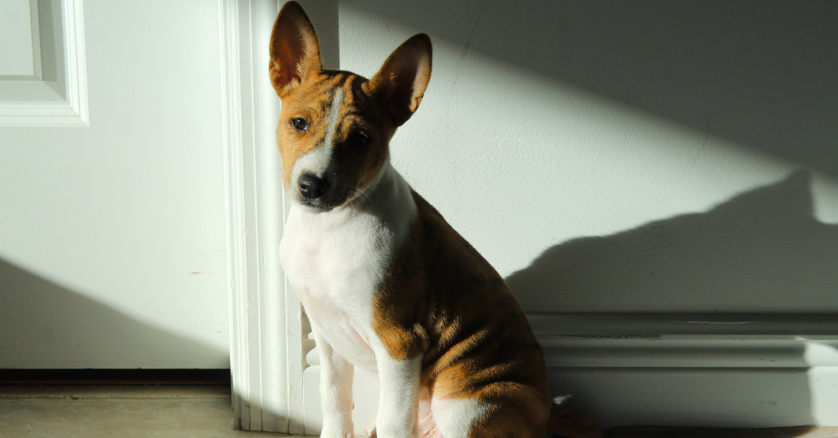 Basenji