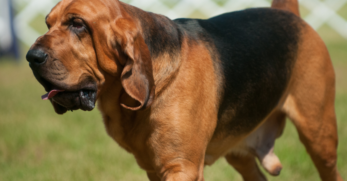 Bloodhound