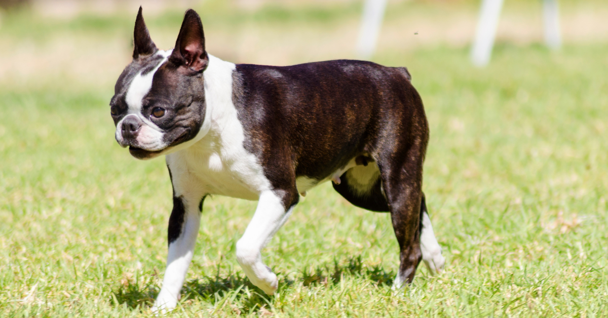 Boston Terrier