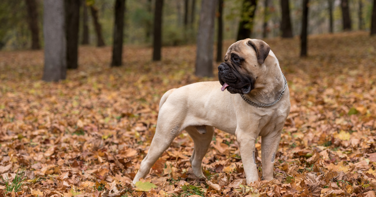 Bullmastiff