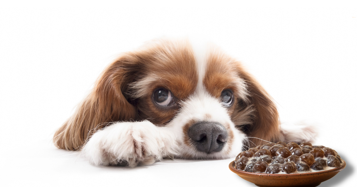 Can Dogs Eat Popping Boba
