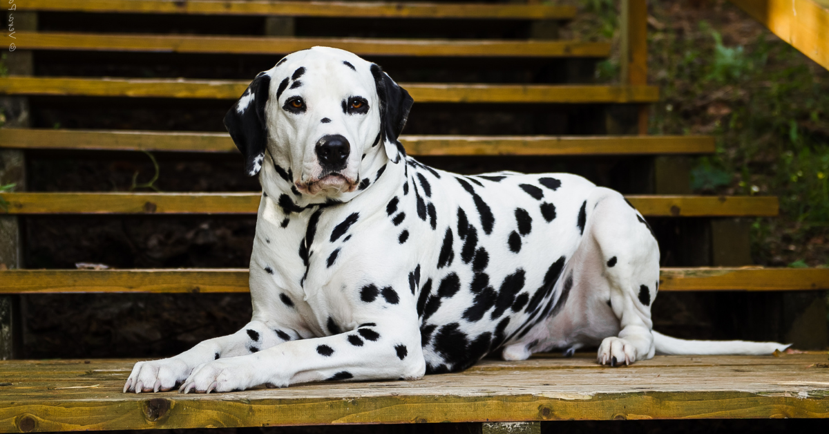 Dalmatian