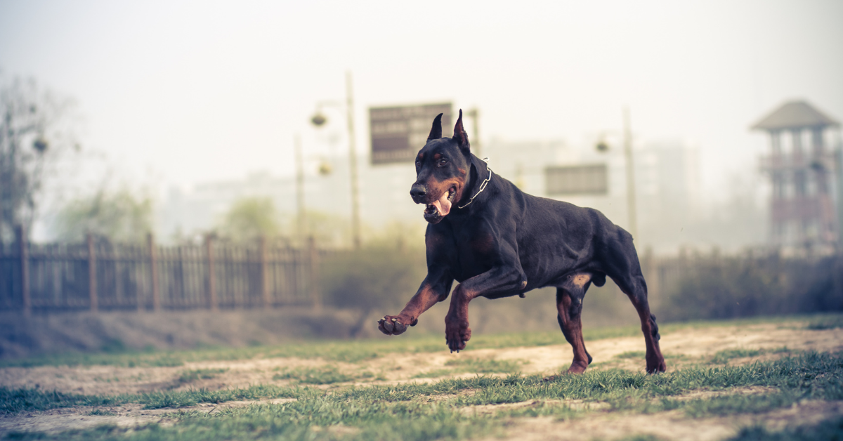 Doberman
