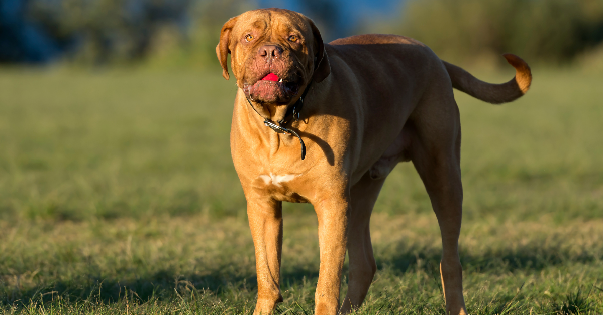 Dogue de Bordeaux