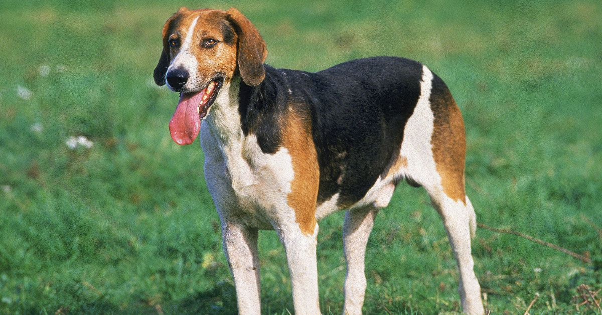 English Foxhound