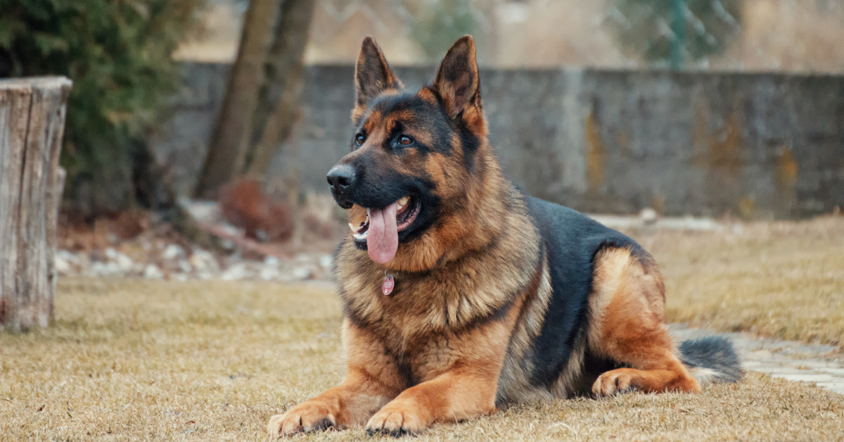 German Shepherd