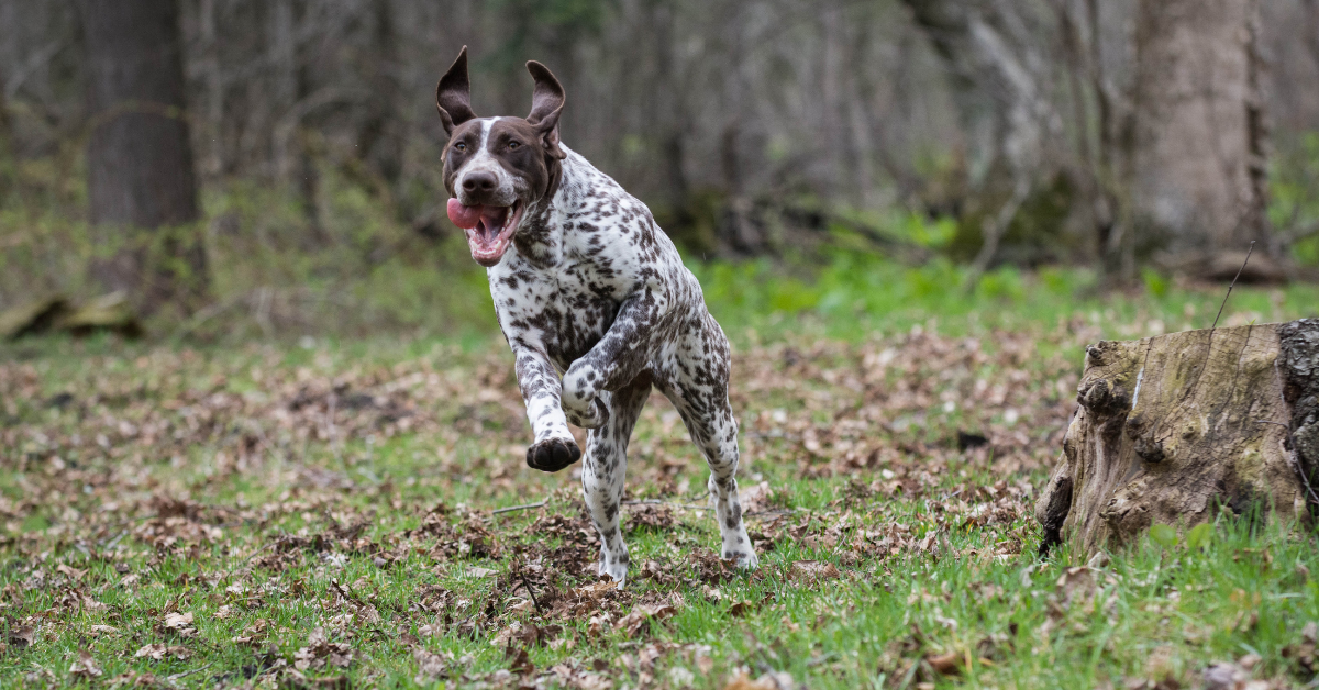 German Shorthaired Pointer