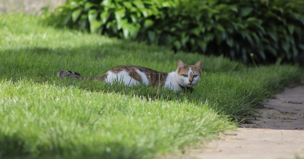 Invisible Fencing Helps