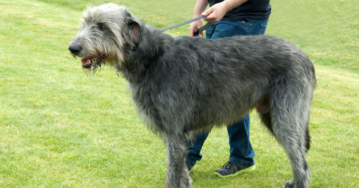 Irish Greyhounds
