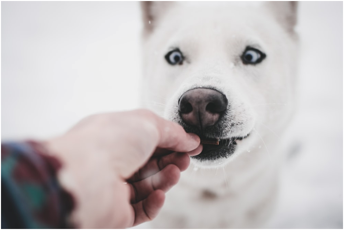 Is it Safe to Feed Boba to Dogs