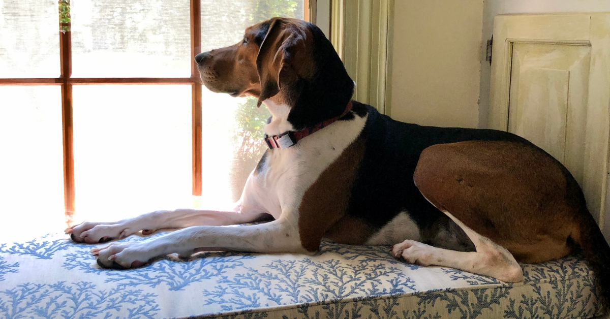 Last Resort Dog Tie-Outs