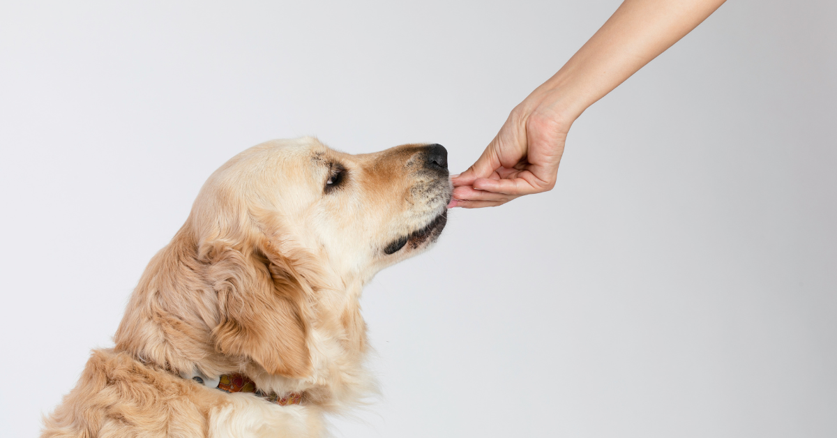 Should You Feed Your Dog Boba