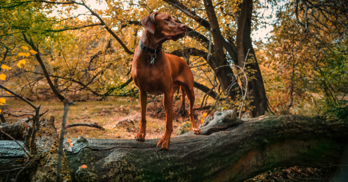 Vizsla