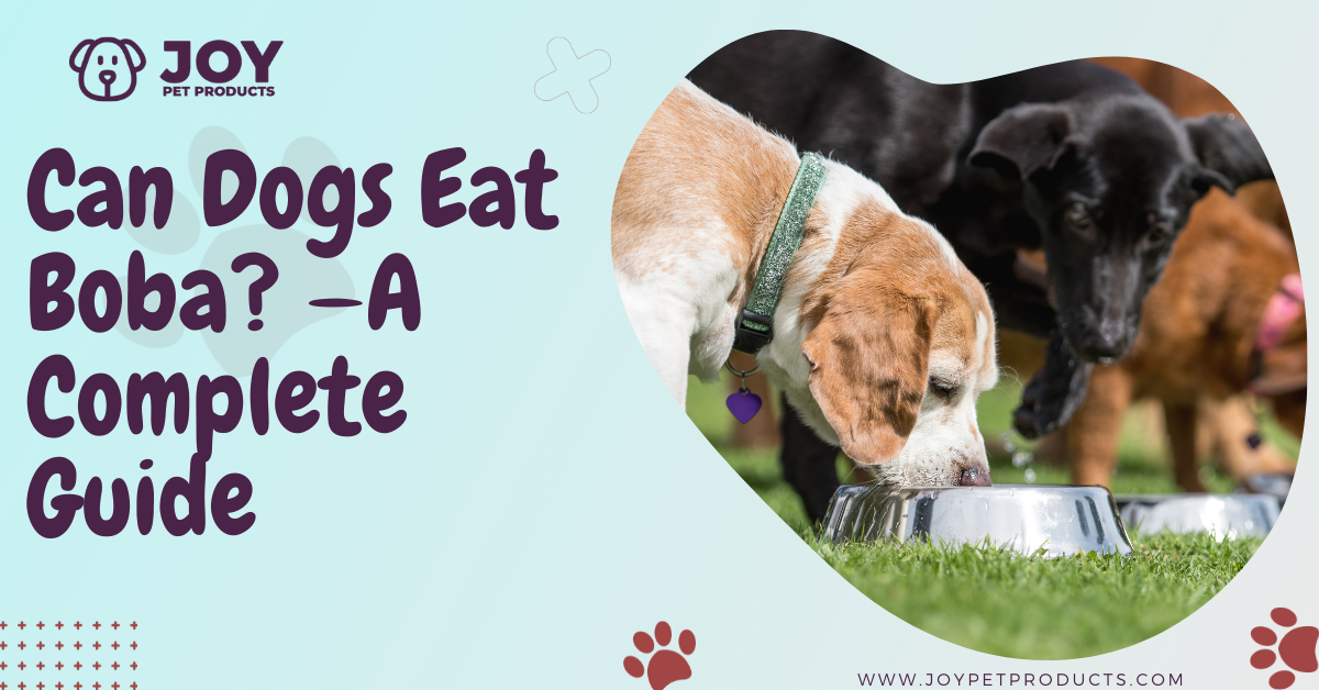 Can Dogs Eat Boba A Complete Guide JoyPetProducts can-dogs-eat-boba-a-complete-guide-joypetproducts