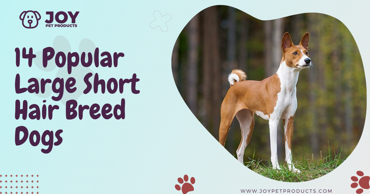 14 Popular Large Short Hair Breed Dogs | JoyPetProducts