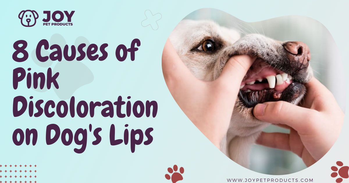 8 Causes Of Pink Discoloration On Dog's Lips | JoyPetProducts