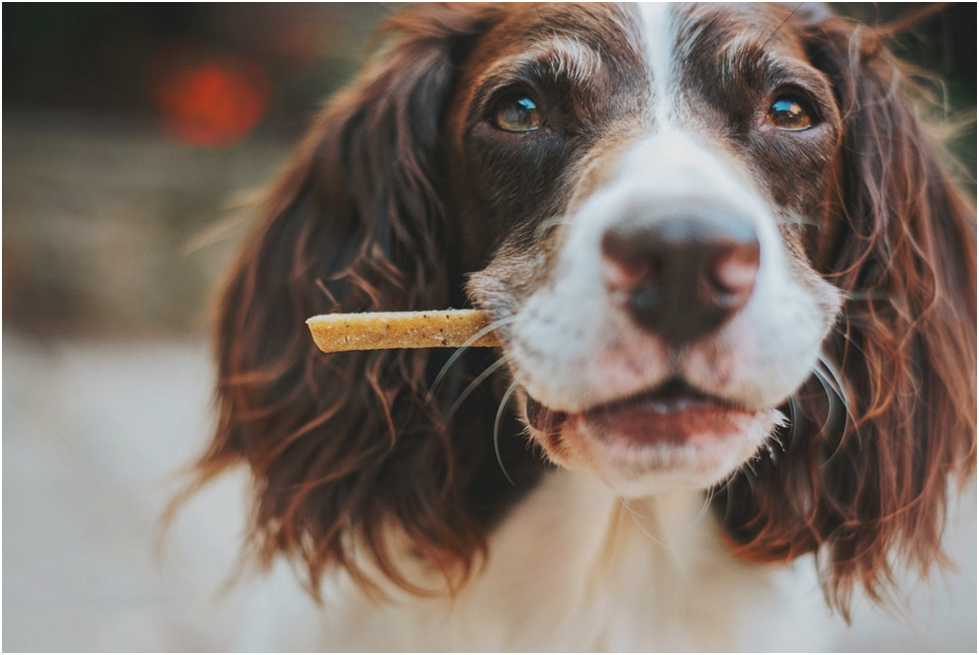 Can Dogs Eat Takis - Everything You Need to Know