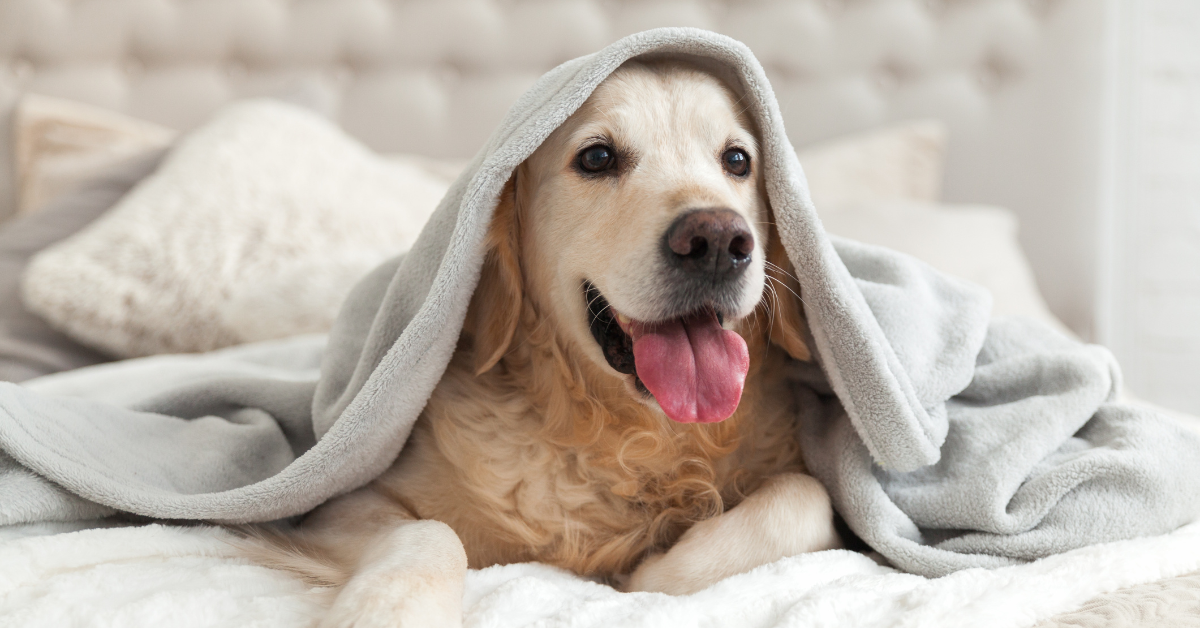 6 Reasons Why Do Dogs Bury Their Nose in Blankets