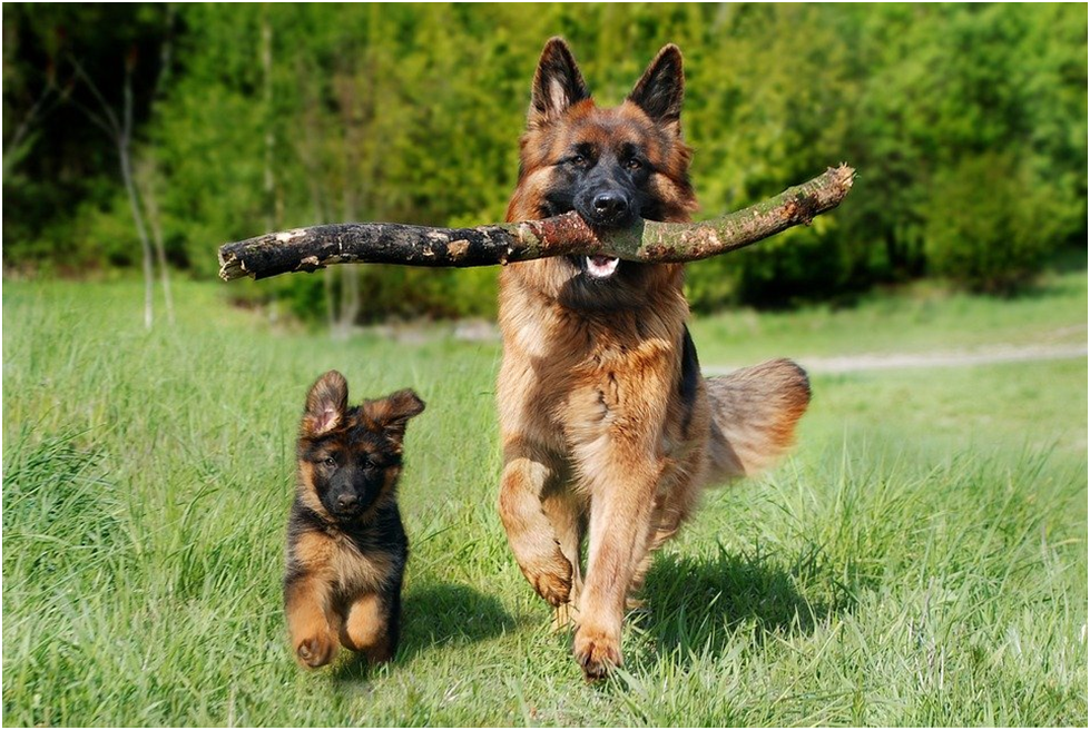 What are Helpful Tips to Train a German Shepherd