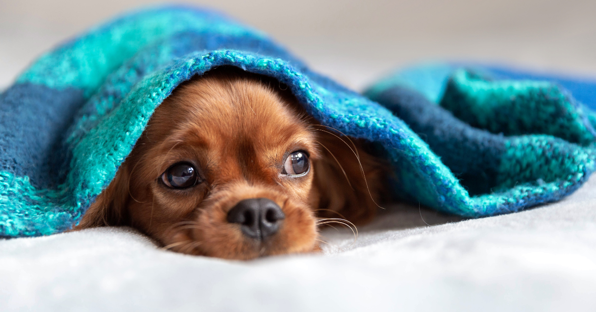 Why Do Dogs Bury Their Nose In Blankets? All You Need To Know