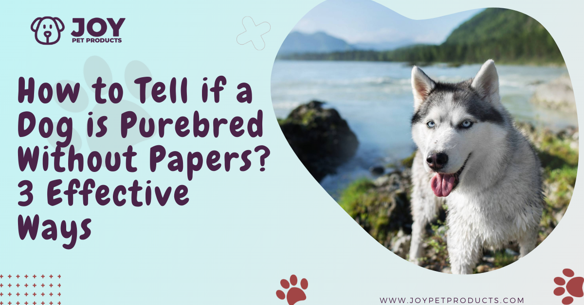 can you get papers on a dog