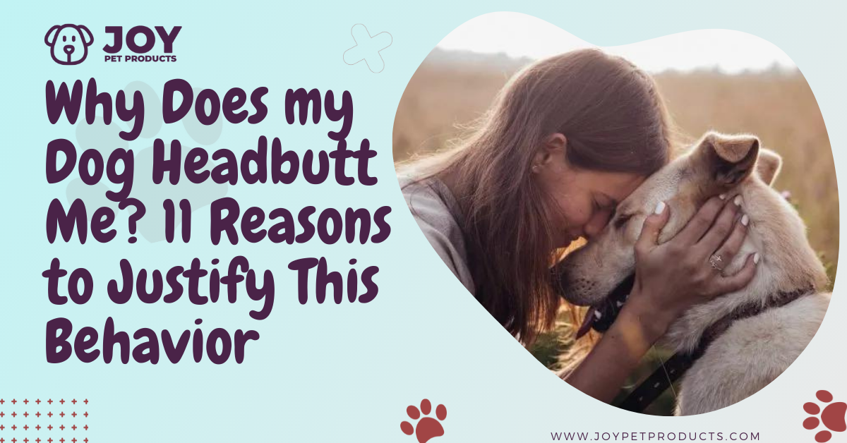 Why Does My Dog Headbutt Me? 11 Reasons To Justify This Behavior