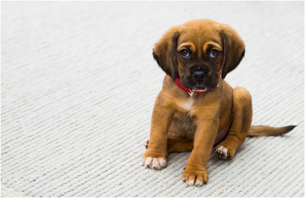 Why are my puppy’s front legs shaking?
