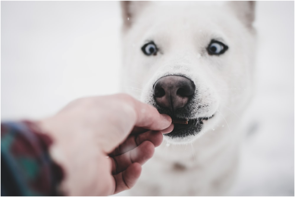 How Often Should You Give Bully Sticks to a Dog