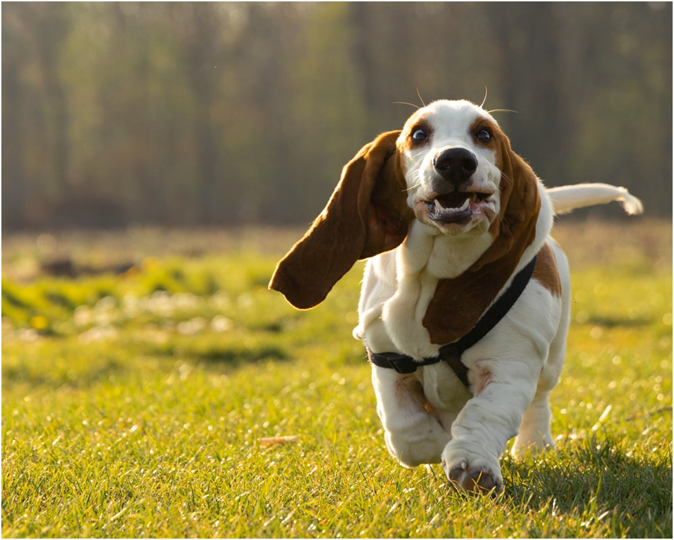 How to Choose a Name For Your Dog
