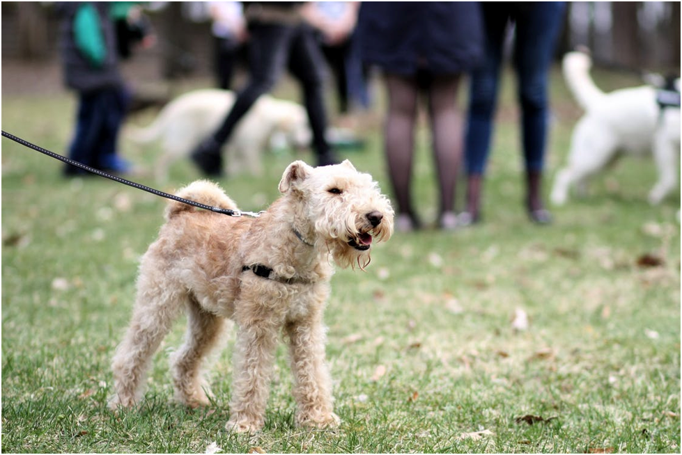 Take the Dog to a Dog Park