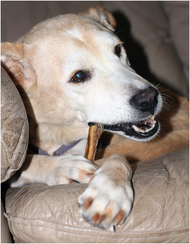 How To Make Your Own Bully Sticks That Lasts Longer? | JoyPetProducts