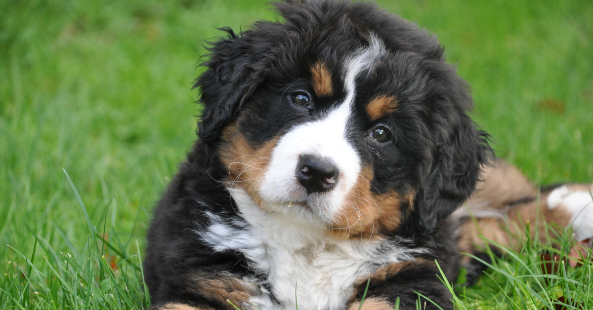Why Should You Consider Spaying a Female Dog?