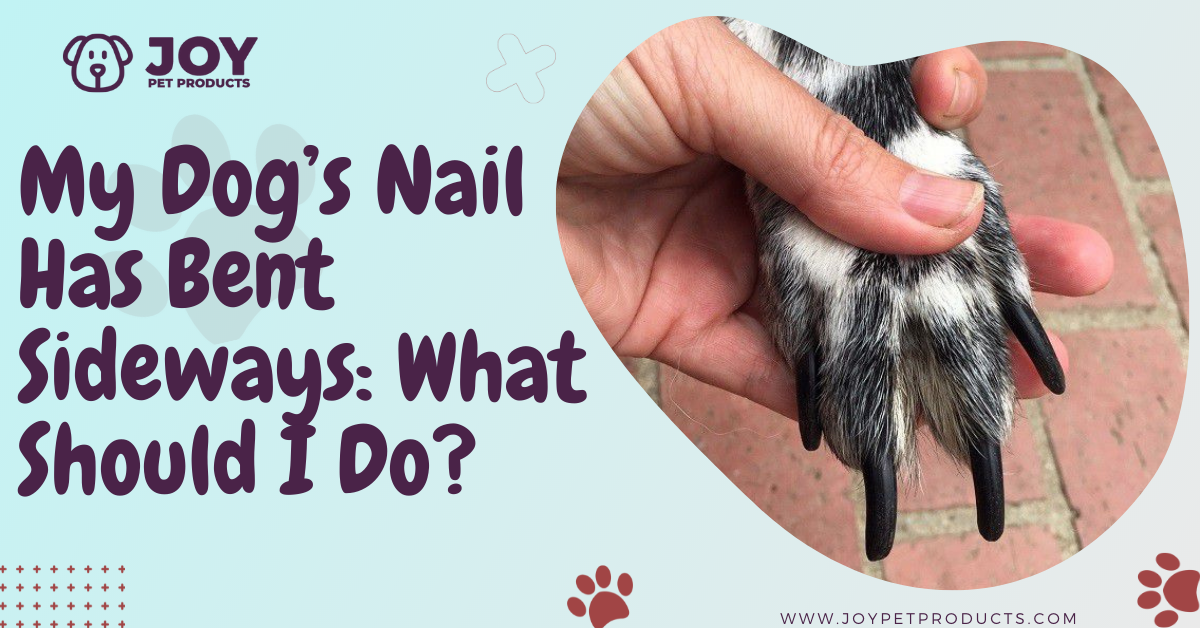 My Dog's Nail Has Bent Sideways: What Should I Do?