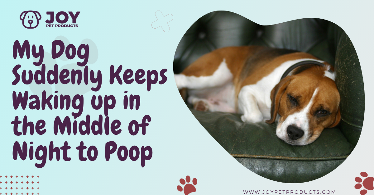 why does puppy poop more at night