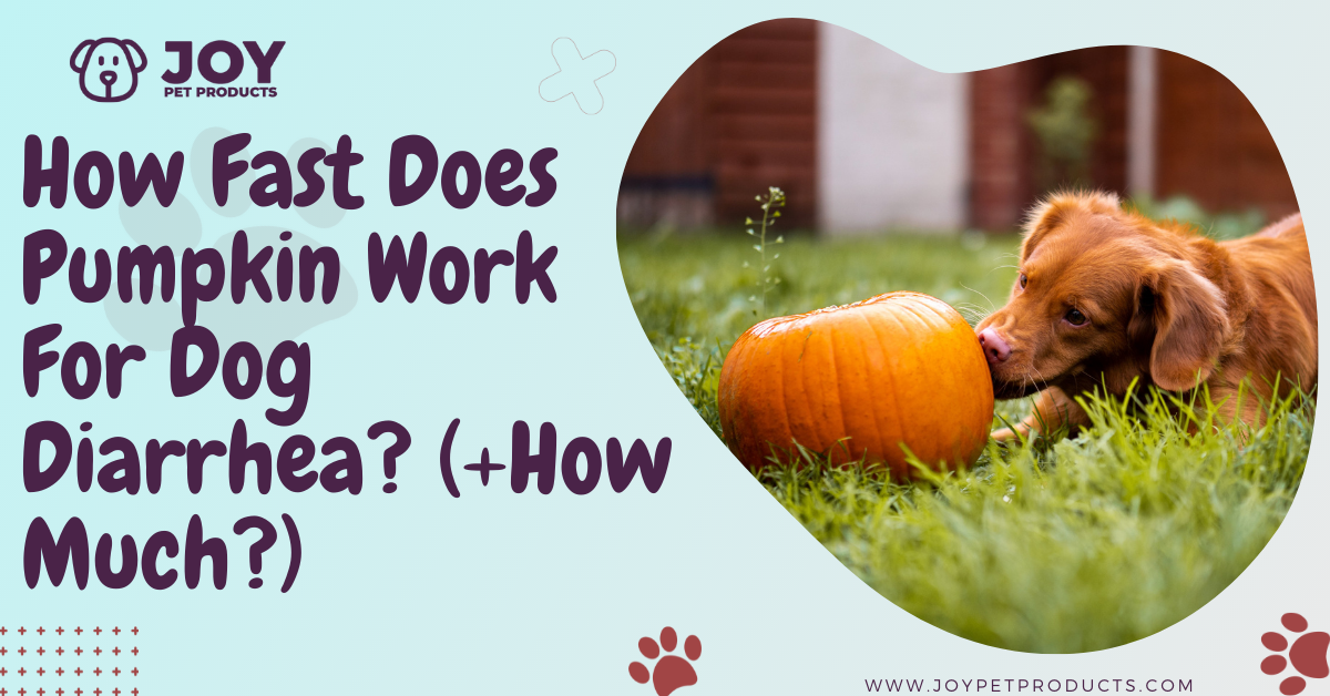 what stops dogs diarrhea