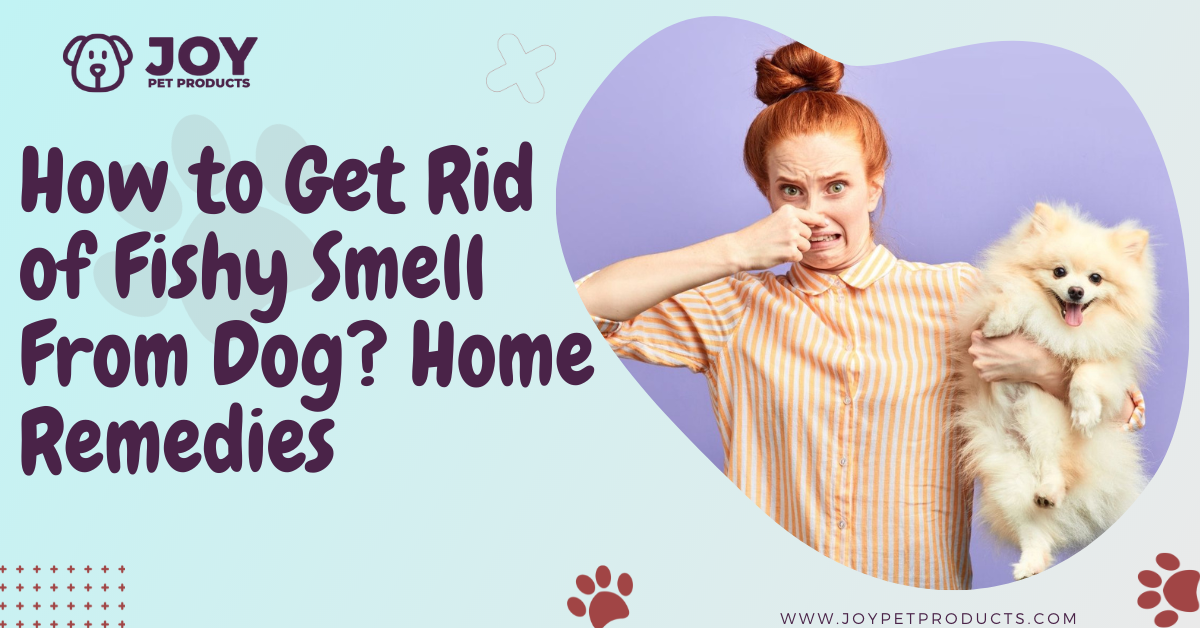 how do you get fish smell off your dog