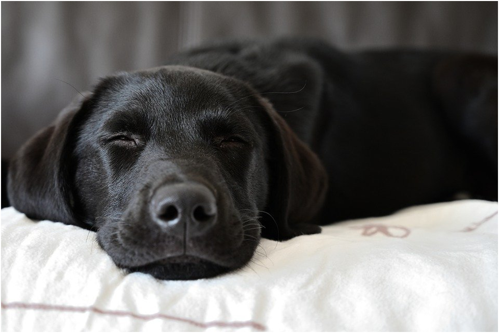 Dreaming