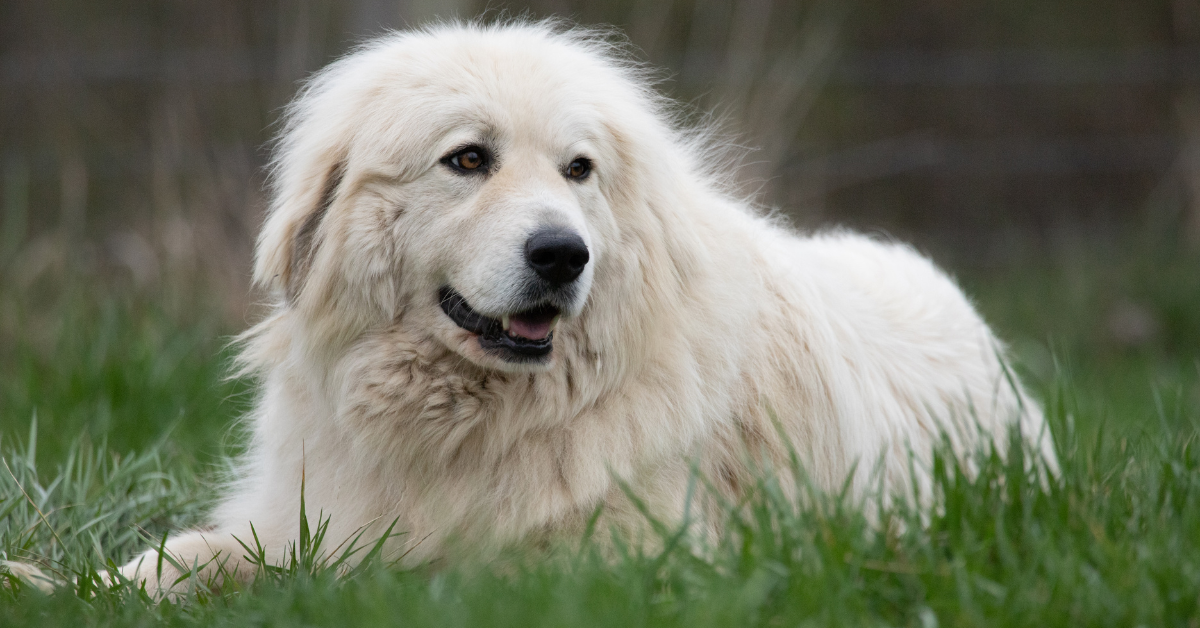 Named After a Mountain, the Great Pyrenees
