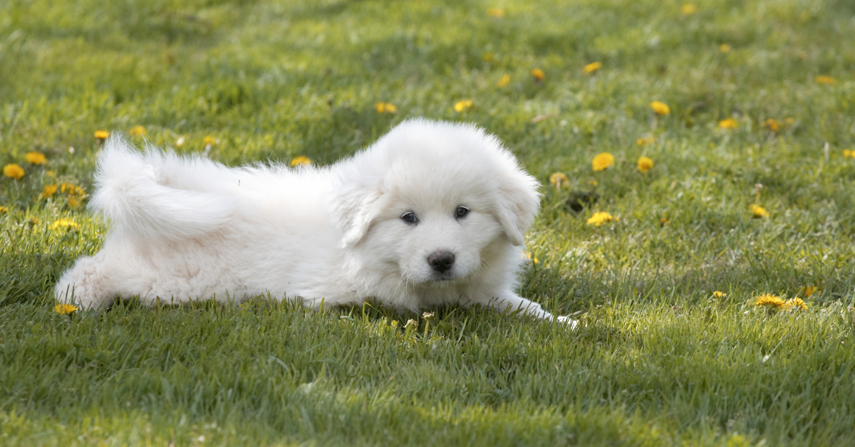 The Great Pyrenees & Nocturnal Habits