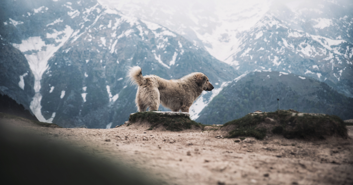 The Pyrenees is approximately a wolf's size