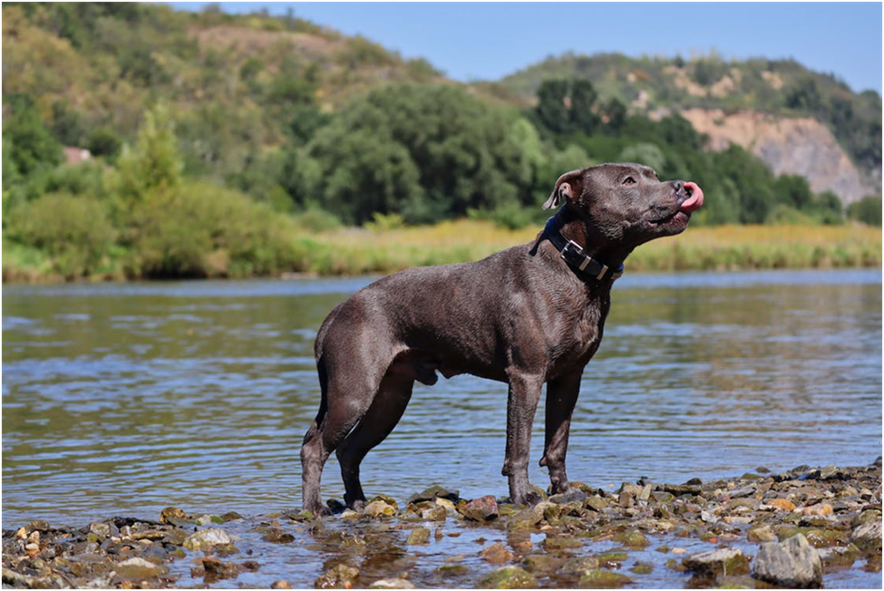 Pit Bulls Make for Good Search and Rescue Dogs