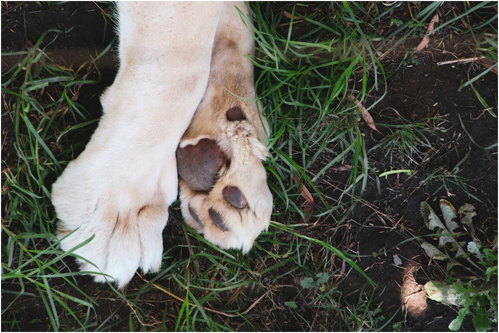 Why Are My Dog’s Paws Pink And Black? (9 Reasons!) | JoyPetProducts