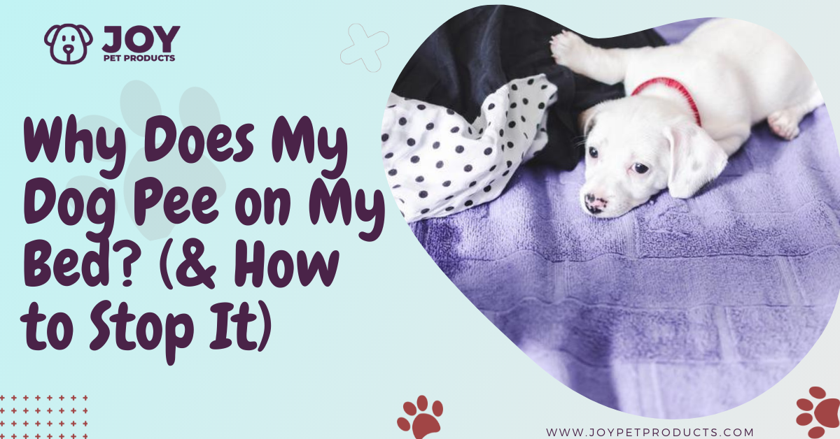 why does My dog pee on My bed