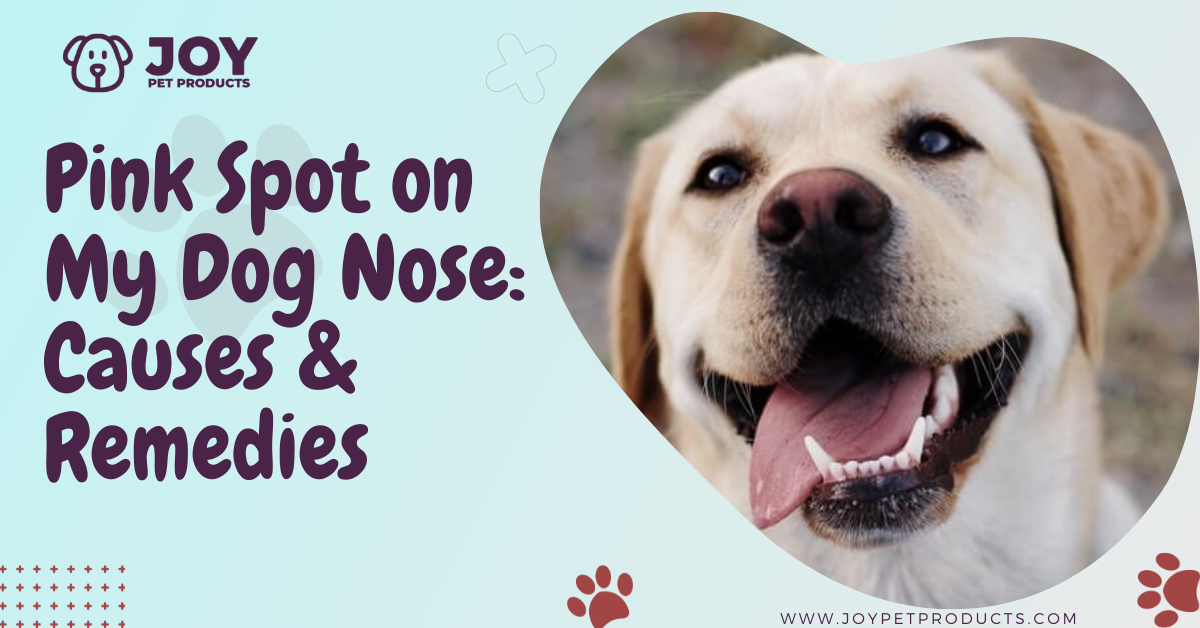 why does my dogs nose smell